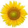 Cor de 2019: Amarelo